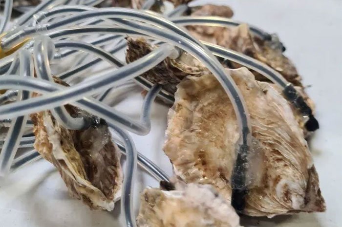 CES 2025: molluSCAN proporciona un sistema de biomonitoreo que aprovecha la sensibilidad natural de los moluscos bivalvos para evaluar la calidad del agua de manera continua. Esta tecnología combina electrónica, matemáticas y biología para ofrecer monitoreo 24/7 de los entornos acuáticos. Al equipar ostras, mejillones u otros bivalvos con sensores no invasivos, el sistema rastrea su comportamiento, incluidos los movimientos de las válvulas y las respuestas al estrés, como indicadores de la contaminación del agua. Los moluscos actúan como centinelas vivos, ofreciendo detección temprana de contaminantes y cambios ambientales. Esta solución permite que las industrias, los municipios y las agencias ambientales monitoreen la calidad del agua en tiempo real, mejorando su capacidad para proteger los ecosistemas acuáticos y responder rápidamente a eventos de contaminación..