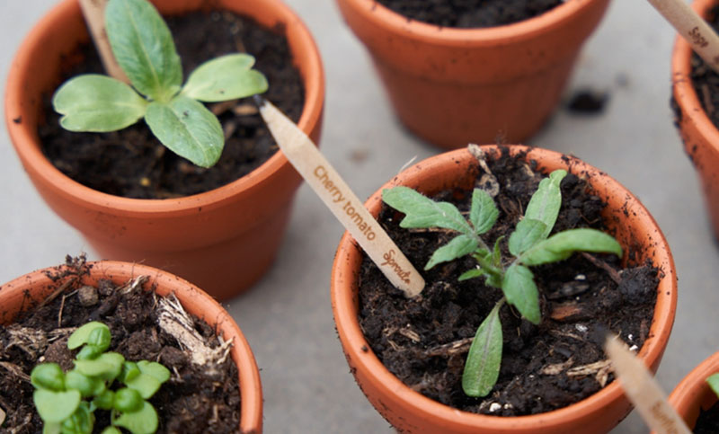 BIC ya vende los lápices plantables de SproutWorld