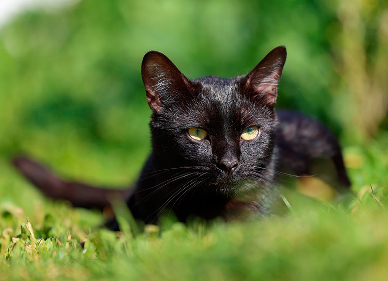 Filmin fomenta la adopción de gatos abandonados