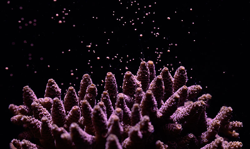 Canon colabora en la regeneración de los arrecifes de coral