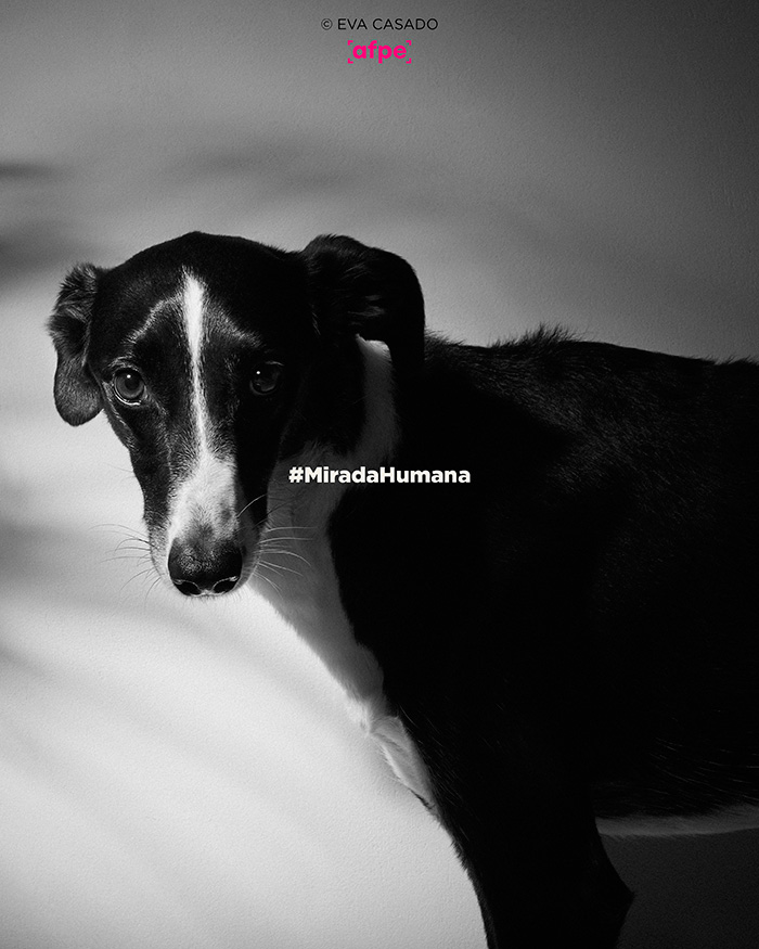 La Asociación de Fotógrafos Profesionales de España (AFPE) lanza la campaña #MiradasHumanas.
