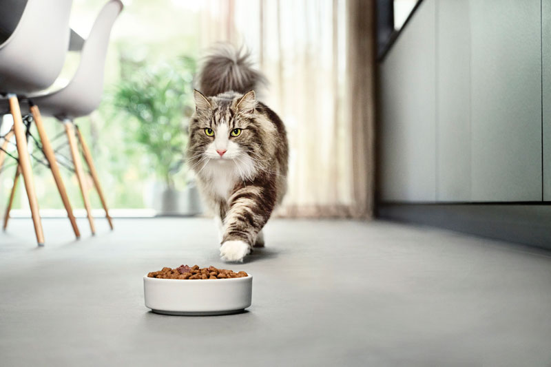 Alimento que reduce los alérgenos en los gatos