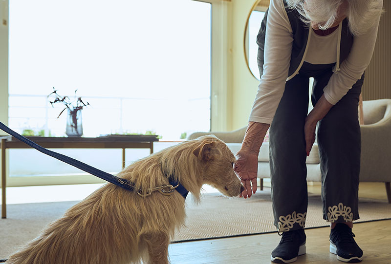 Personas y perros mayores combaten juntos la soledad