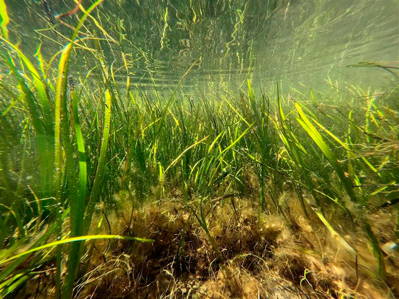 Mallas biodegradables para restaurar praderas marinas