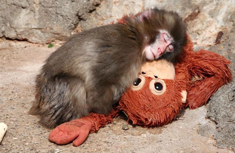 IKEA dona peluches de repuesto para el monito Punch