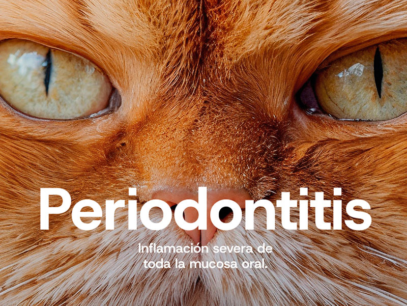 Campaña sobre la salud bucodental de las mascotas