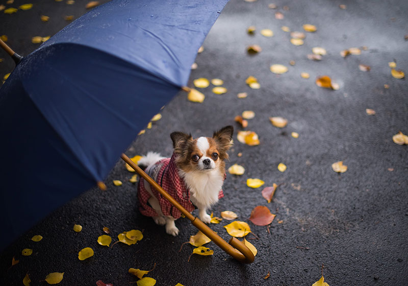 Innovación en data meteorológica al servicio de la salud animal