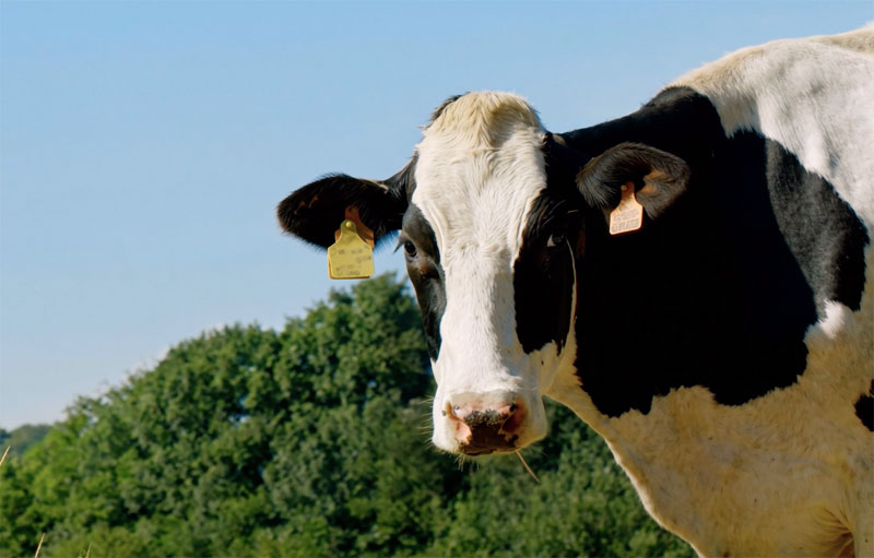 Kaiku deja de hablar de leche para que hablen sus vacas