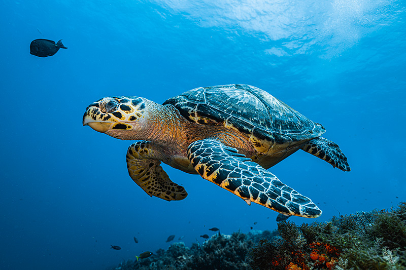 Iberostar impulsa la protección de los océanos