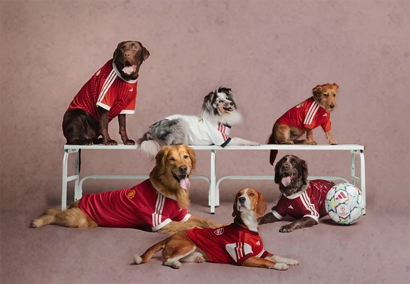 Adidas viste a las mascotas con camisetas de grandes clubes